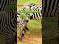 the zebra’s stripes more than just fashion