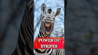 The Zebra’s Stripes: More Than Just Fashion!