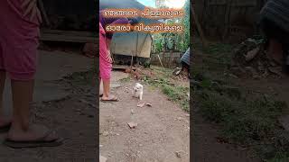 ഞങ്ങടെ പിള്ളാരുടെ ഓരോ വികൃതികളെ #shadow #dog #video