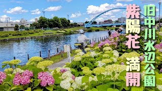 旧中川水辺公園(江東区亀戸)  満開の紫陽花  2024年6月4日撮影