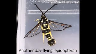 Clearwing Luring in the Brecon Beacons