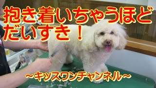 抱き着いちゃうほどだいすき！【ドッグホテル 小型犬】0166　ペットボトルの空の容器を見付けておもちゃ代わりとして遊び始めるトイプードルちゃん。手を上手に使ってペットボトルをぎゅっと抱きしめて噛んで…