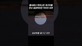 물속에서 튀어나온 재규어를 만난 일광욕 하던 악어의 최후