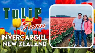 Tulip Farm | Triflor | Southland Invercargill, New Zealand