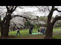 東京お花見散歩　強風の代々木公園で桜を愛でる　明日から外出自粛　桜も見納めか　2020 3 27 26