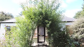 How To Plant Willow Cuttings Arches, Hedges, Privacy Fence \u0026 Wind Breaks