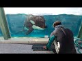 トレーナーさん大好き♡ルーナちゃん【2022年11月2日】orcas at kamogawa sea world in japan