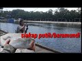 Setrek siakap putih dikolam pemancingan zull. Perling. Johor.