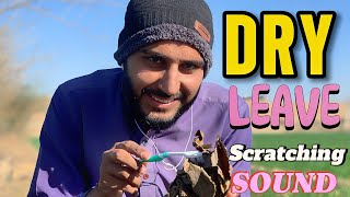 Asmr Dry Leave Scratching Sound