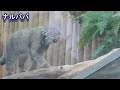 【神戸マヌル前編】みんな元気です🐾kobe animal kingdom manul family