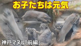 【神戸マヌル前編】みんな元気です🐾KOBE ANIMAL KINGDOM  Manul FAMILY