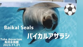 【ニコくんは？】Baikal seals at Toba Aquarium【バイカルアザラシ】