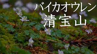 【登山】バイカオウレンと清宝山　2025年2月16日（高知県）【登山　高知】【登山　四国】