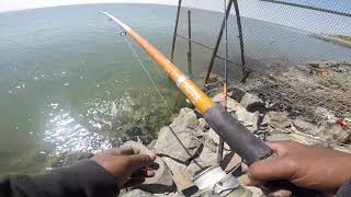 ছোট মাছ কাবেছী ধরবেন বড় মাছের আধার দিবেন Catch small fish kabechi give big fish bait