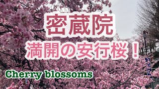 密蔵院の安行桜を見に行きました 2023年3月12日（日）染井吉野よりも早く咲く色も濃い安行桜がきれいに咲いていました。密蔵院は武州川口七福神の一つでもあり、安行桜でも有名です＃密蔵院＃安行桜＃満開