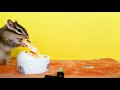 【リスのasmr】シマリスとバナナ chipmunk and banana