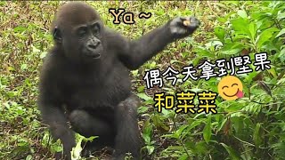 ASMR|D'jeeco Family|Gorilla|Taipei zoo|Jabali 找到食物躲起來吃，認真吃東西的專注表情好可愛