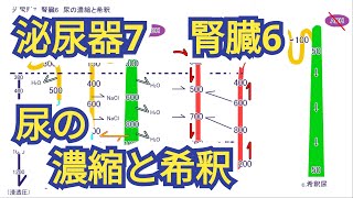 泌尿器7 腎臓6 尿の濃縮と希釈　関連解説：利尿薬、カフェインとアルコールの利尿作用、しくみからみた二日酔い予防、塩で日本酒、飲酒後のスポーツドリンクとコーヒー、水分補給とカフェイン