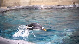 旭山動物園 ジェンツーペンギン37番の華麗なるイルカ泳ぎ