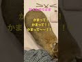 【ネザーランドドワーフ】かまってアピールをするうさぎ【あんず】　 うさぎ うさぎのいる暮らし shorts bunny rabbit