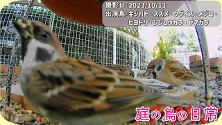 【庭の鳥の日常】(23,10,13) 1:32 ちょっとだけ、ウグイスが下見に来た。 #sparrow #javasparrow #birds