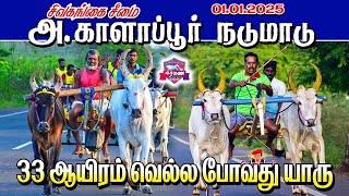 பெரியமாடு பந்தயம் காளாப்பூர்