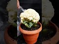 How to Regrow Cauliflower from stem of cut out Cauliflower 10 Days Update#Shorts