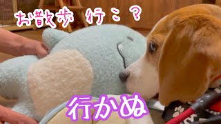 【BEAGLEさつき】親友のぬいぐるみが誘ってくれてもお散歩は拒否する犬。Satsuki the Beagle