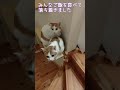 ご飯🍚でテンション⤴⤴の4にゃんず😽　 short にゃんこ 保護猫 猫 ねこ cat 子猫