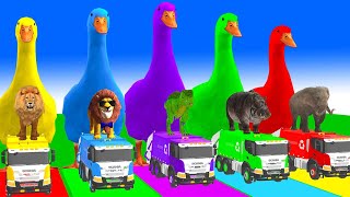 5 Giant Duck Cartoon,Cow,Elephant,Tiger,Lion,Dinosaur,Paint Wild Animals Crossing Fountain Animation