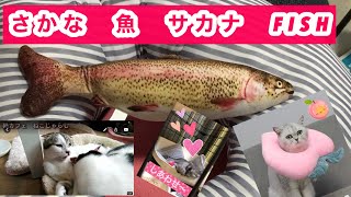 じゃれぐるみ　またたび１００％　猫戯れ　魚のぬいぐるみ　取り合い