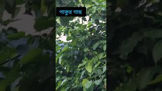 পাকুড় বা লাইকড় প্রজাতি আর অশ্বত্থ গাছের পার্থক্য # Deference between Pakur and Aswath Tree