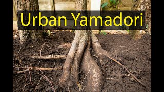 Urban yamadori root investigation