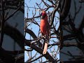 Cardinal Call-Mesmerizing #shorts