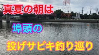 真夏の朝は埠頭の投げサビキ巡り 衣浦湾