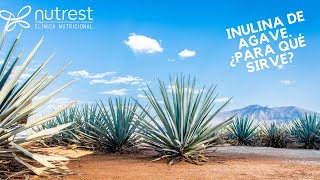 Inulina de agave. ¿para qué sirve?