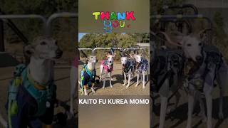 カワイイウィペット軍団。はしゃぐイッヌと飼い主母娘。ポカポカ陽気最高やな。 Whippet Dogs KAITO KUREA MOMO FU kawaii Sun Sun FUKUOKA JAPAN