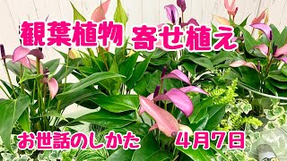 観葉植物アンスリウムの寄せ植えのお世話のしかた蛇口付きポット