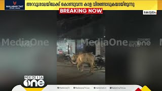 അറവുശാലയിലെത്തിച്ച കാള വിരണ്ടോടി; സ്കൂട്ടർ  യാത്രികനെ ഇടിച്ചു വീഴ്ത്തി