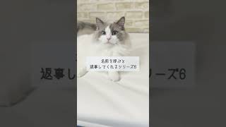 名前を呼ぶと返事をする猫シリーズ6【ラグドール】【かわいい】#shorts