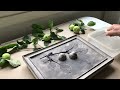 making botanical plaster casts in frames full process how to make botanical bas relief