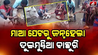 ବିରଳ ବାଛୁରୀକୁ ଦେଖି ଗାଁରେ ପଡିଲା ଚହଳ | Rare cow calf | Khordha News | @A1odia