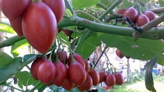 how to cultivate tamarillos plant / tomato fruit / cutting plant