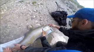 WOW SUPER BIG MARBLE TROUT  93 cm