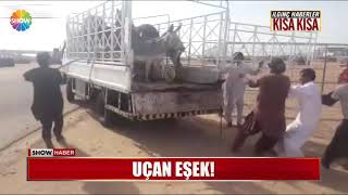 Uçan tekme atan eşek mutlaka izleyin