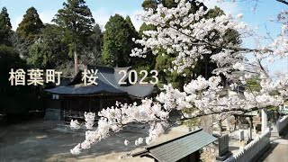 楢葉町　桜　２０２３