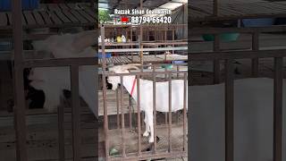 Saanen Goat 30 KG Weight Gain in 4.25 Months at Razzak Sinan Goat Ranch Mumbai