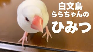 【爆笑】文鳥劇場　白文鳥　ららちゃんのひみつ　#314 @文鳥5(ファイブ）