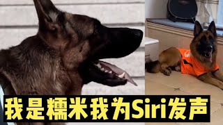 糯米和家人为Siri发声 | 德牧糯米german shepherd