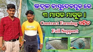 ଭଦ୍ରକ ବାସୁଦେବପୁର ରେ Biofloc ରେ Contract Farming//Contract Farming at Biofloc in Bhadrak Basudebpur//